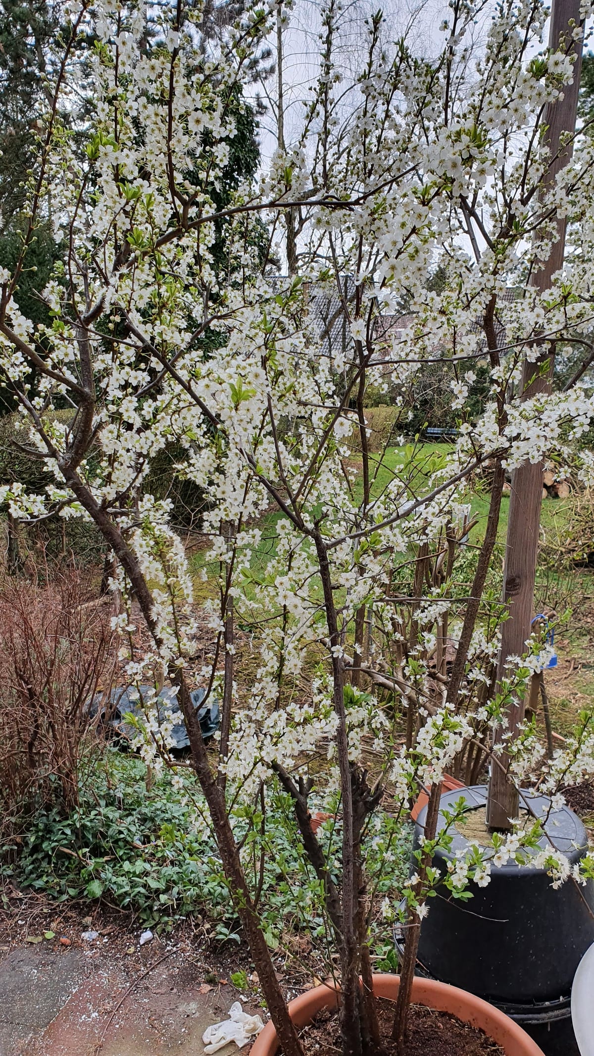 The Force that through the Green Fuse Drives the Flower