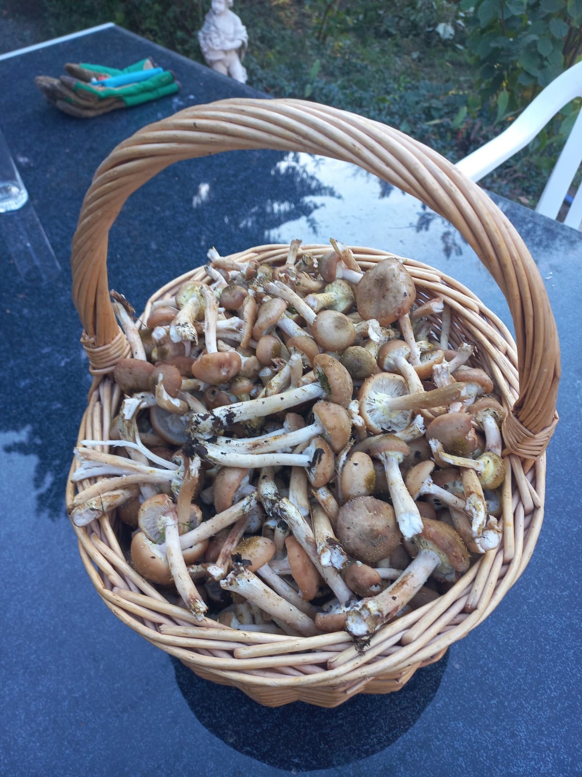 Picking Mushrooms