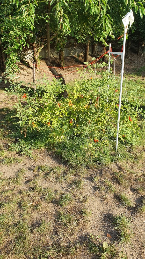 The Garden of Delights